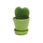 Potted Hoya Kerri 2" in Tika - Chive Plant Studio - Potted Plants - Chive Studio