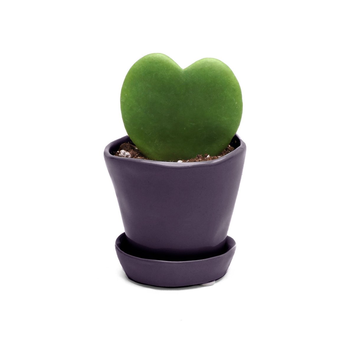 Potted Hoya Kerri 2" in Tika - Chive Plant Studio - Potted Plants - Chive Studio