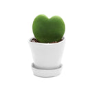 Potted Hoya Kerri 2" in Tika - Chive Plant Studio - Potted Plants - Chive Studio