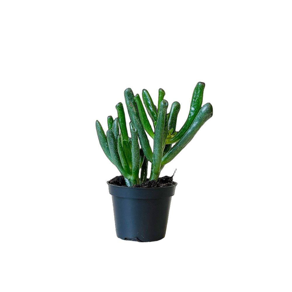 Jade Horntree 2.5 Inch Pot - Chive Plant Studio - Plants - Chive Studio 2024