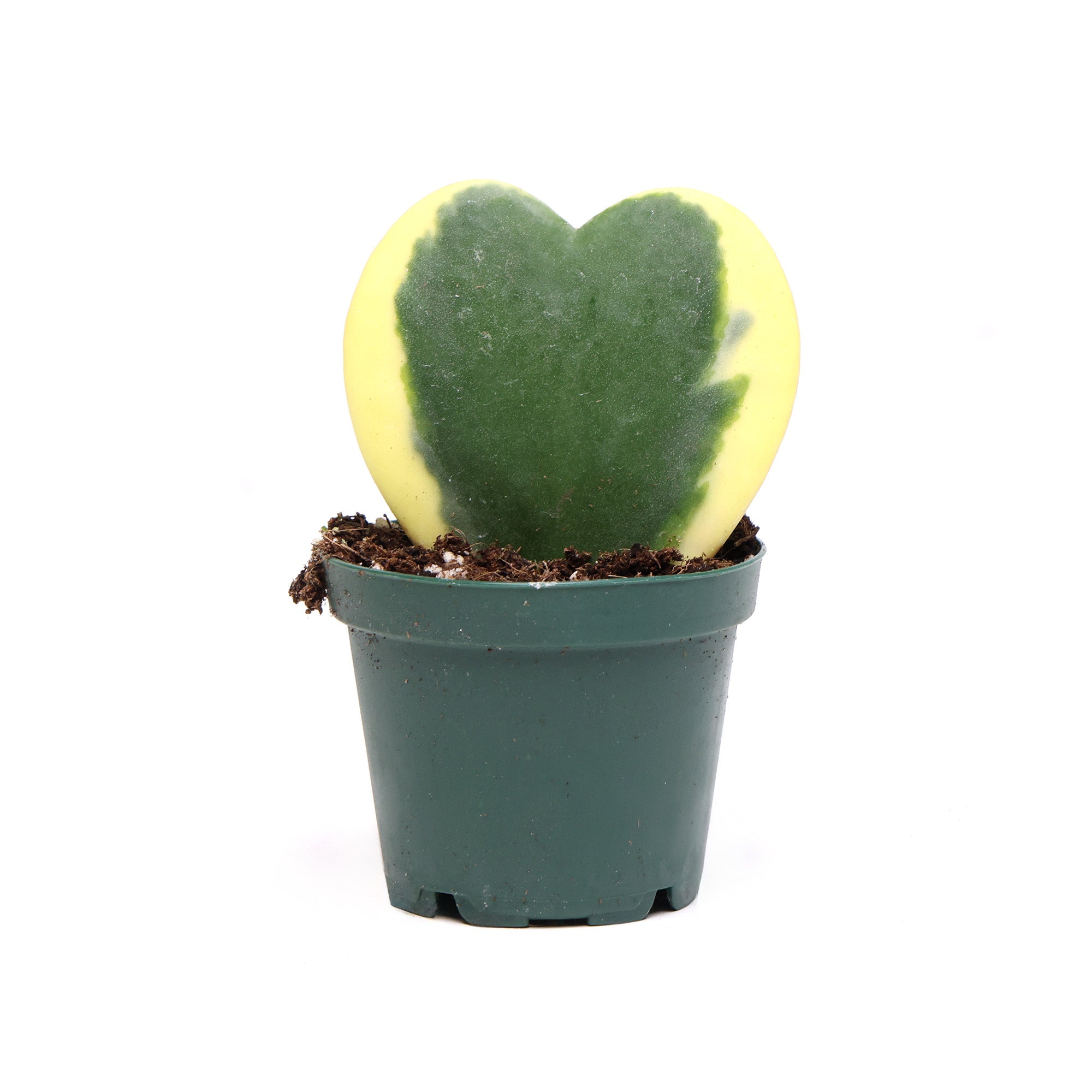 A small heart-shaped succulent with yellow and green leaves, planted in a Chive Studio green plastic pot against a white background.