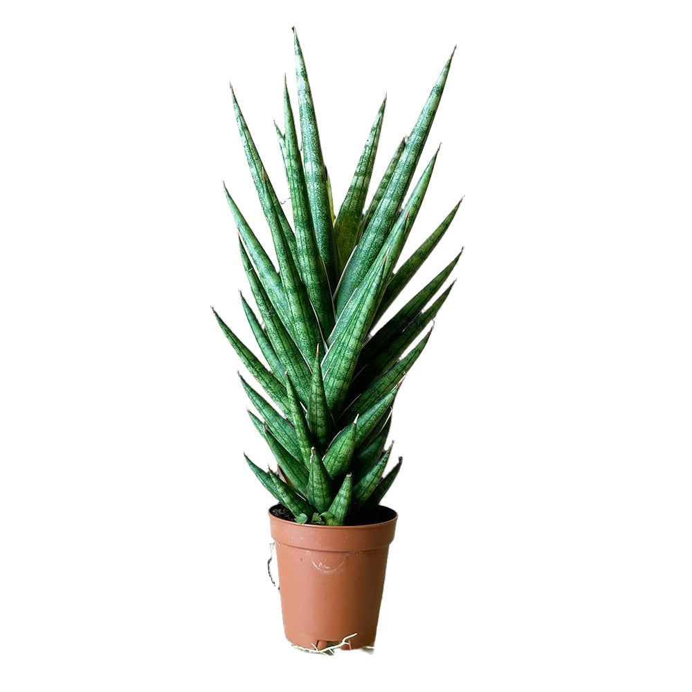 Snake Plant Francisii 2 Inch Pot - Chive Plant Studio - Plants - Chive Studio 2024