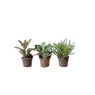 Succulent 2 Inch Pot - Chive Plant Studio - Plants - Chive Studio 2024