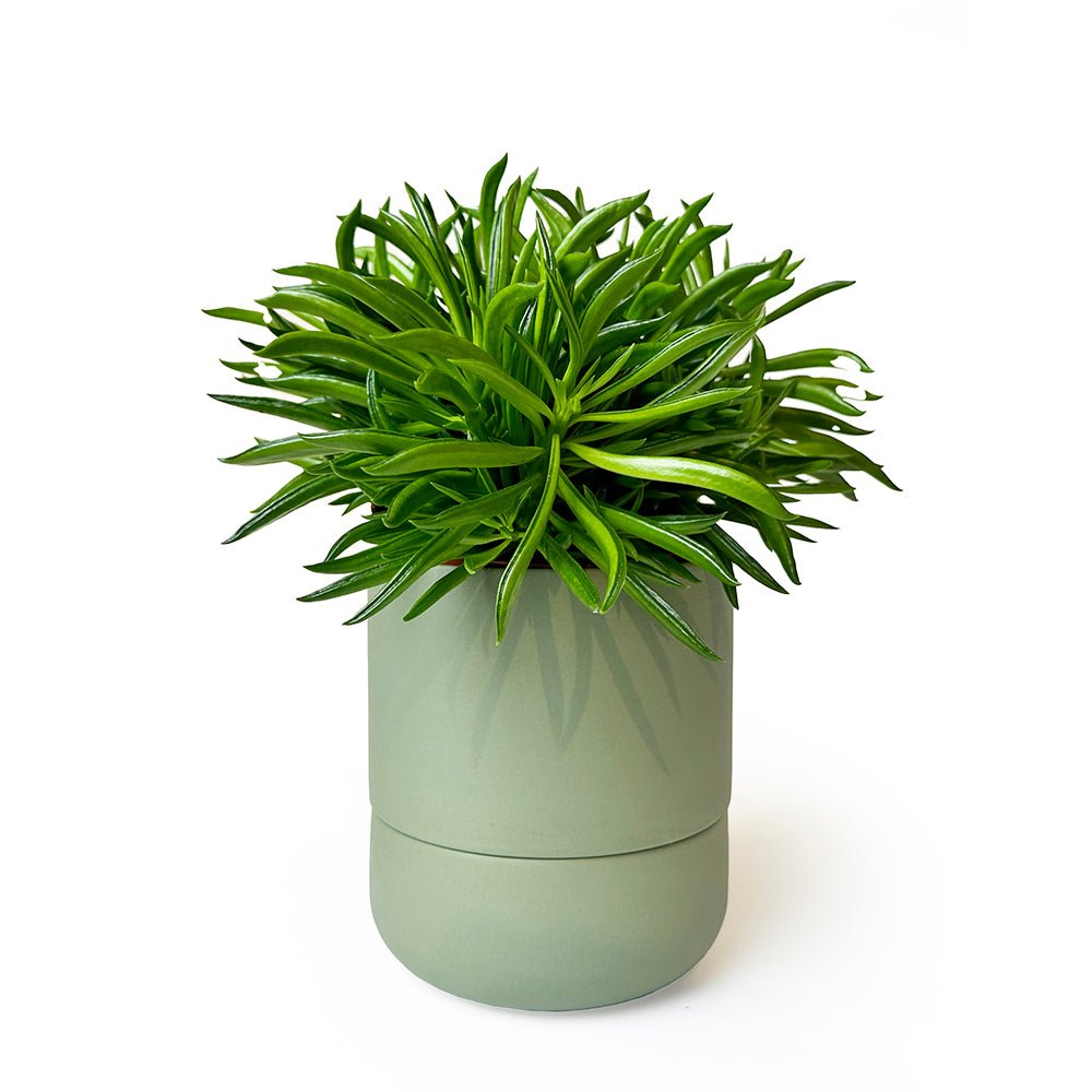 Ryan Self - Watering Plant Pots - Chive Plant Studio - Pots - Chive Studio 2024