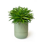 Ryan Self - Watering Plant Pots - Chive Plant Studio - Pots - Chive Studio 2024