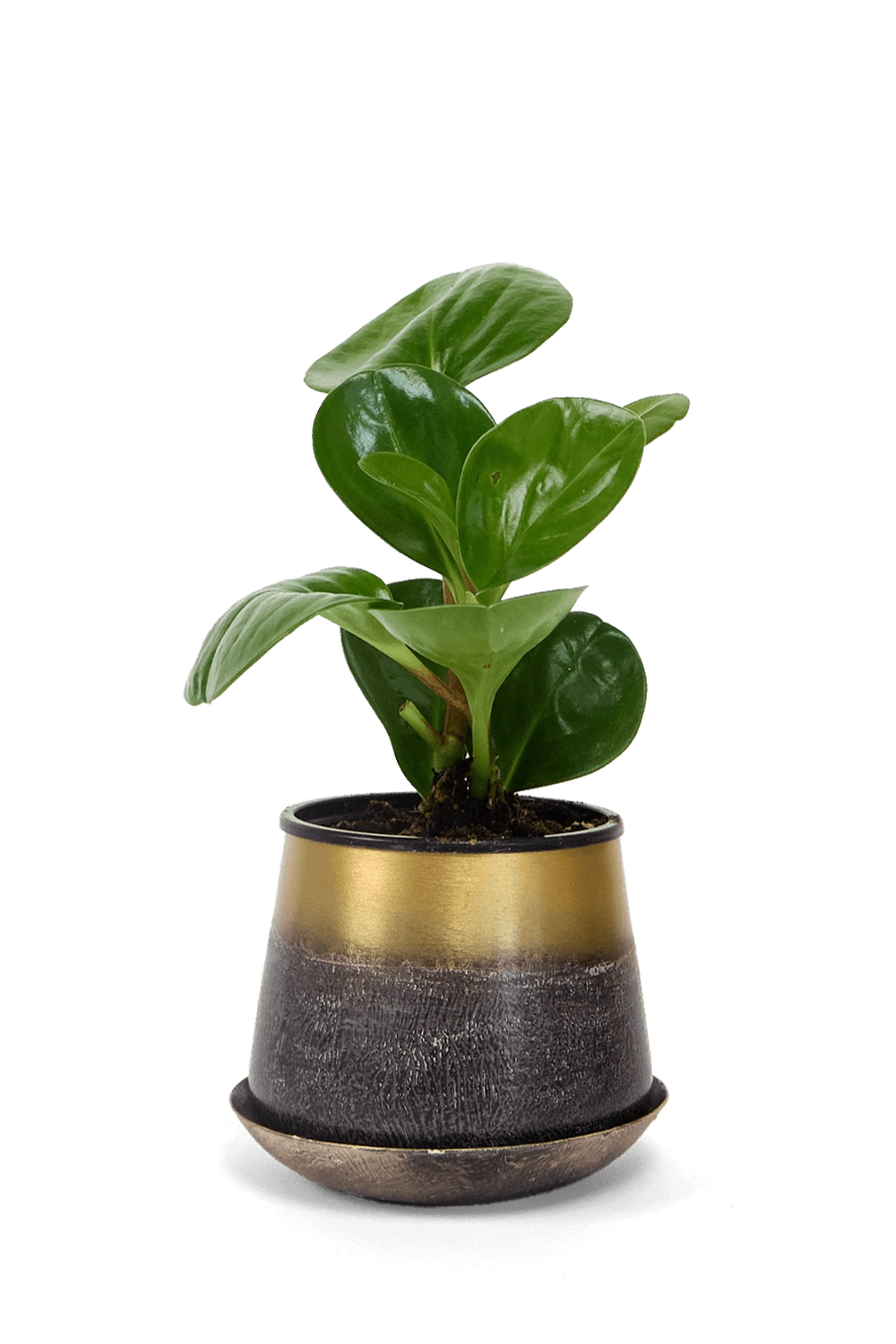 Brown and Gold Metal Pot with Drainage Hole - Joe - designed by Chive Studio Toronto