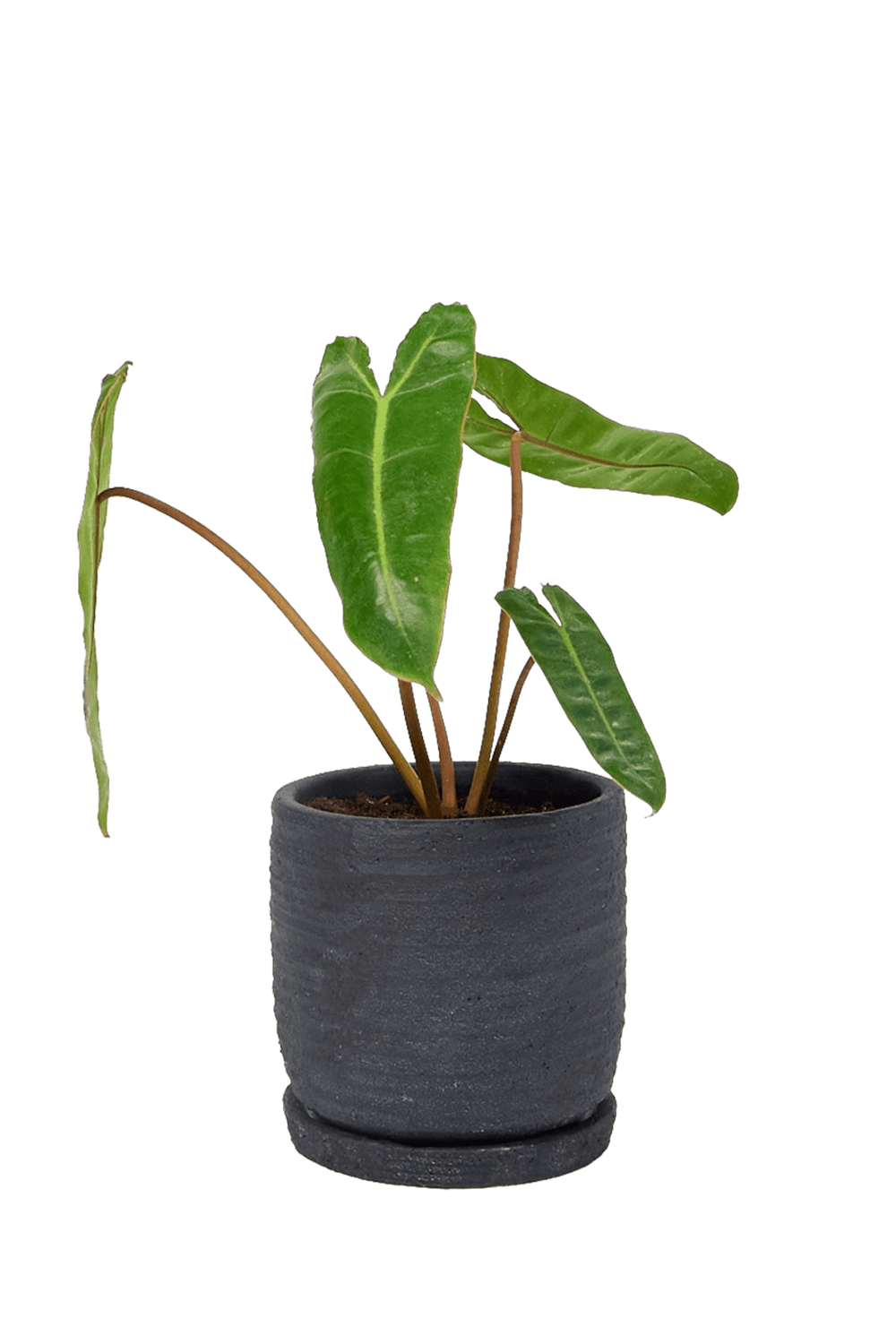 Black Ceramic Pot and Saucer Set with Drainage - Paul - handmade by Chive Studio Toronto