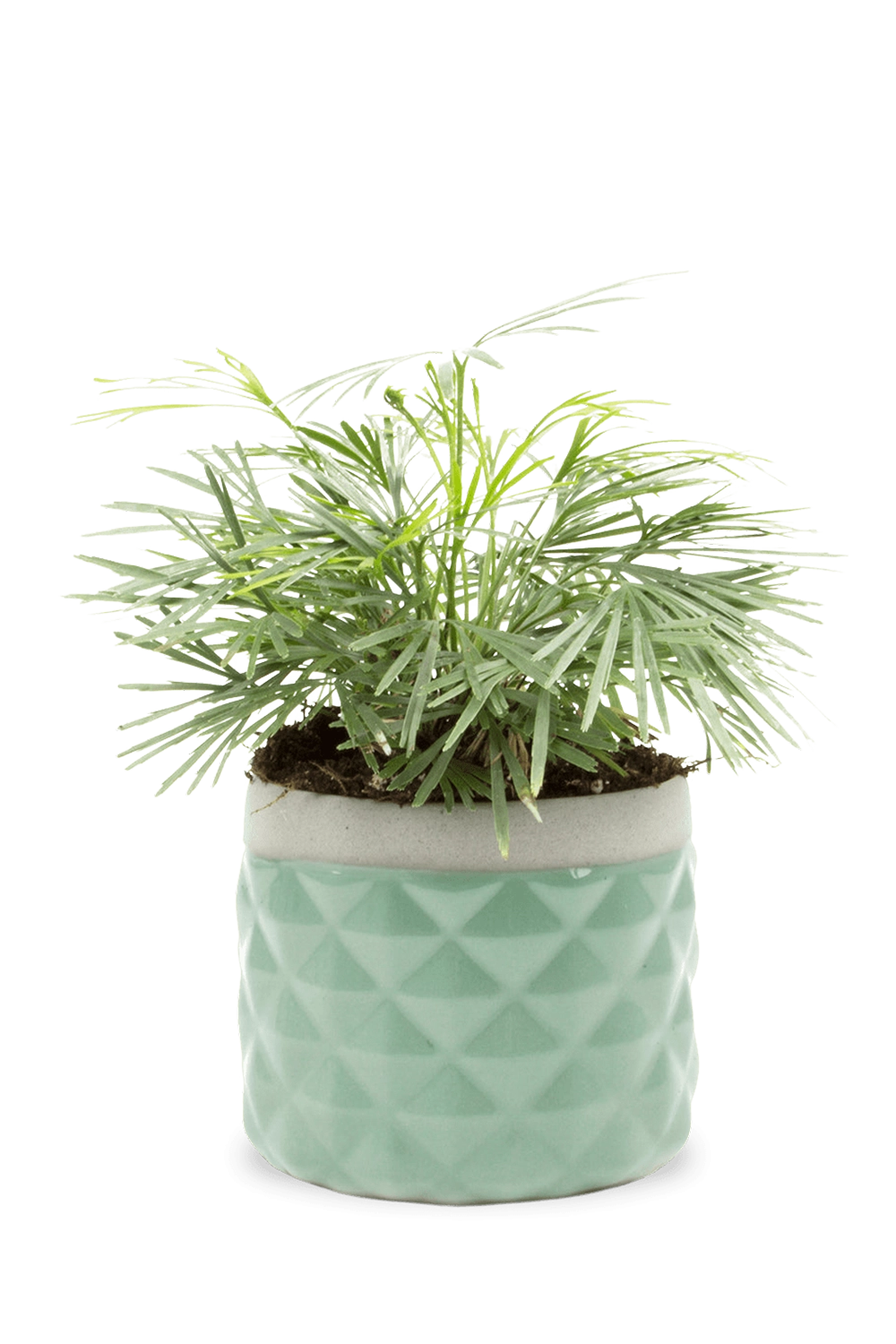 Aqua Ceramic Succulent Planter Pot - Pina - handmade by Chive Studio Toronto