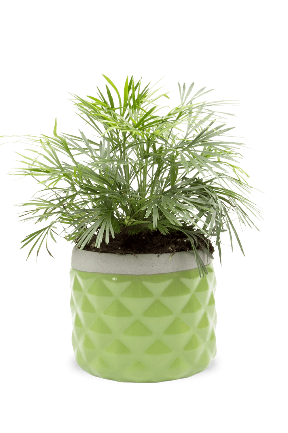Fern Ceramic Succulent Pot - Pina - handmade by Chive Studio Toronto