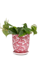 Skull Porcelain Pot and Saucer with Drainage - Liberte - handmade by Chive Studio Toronto