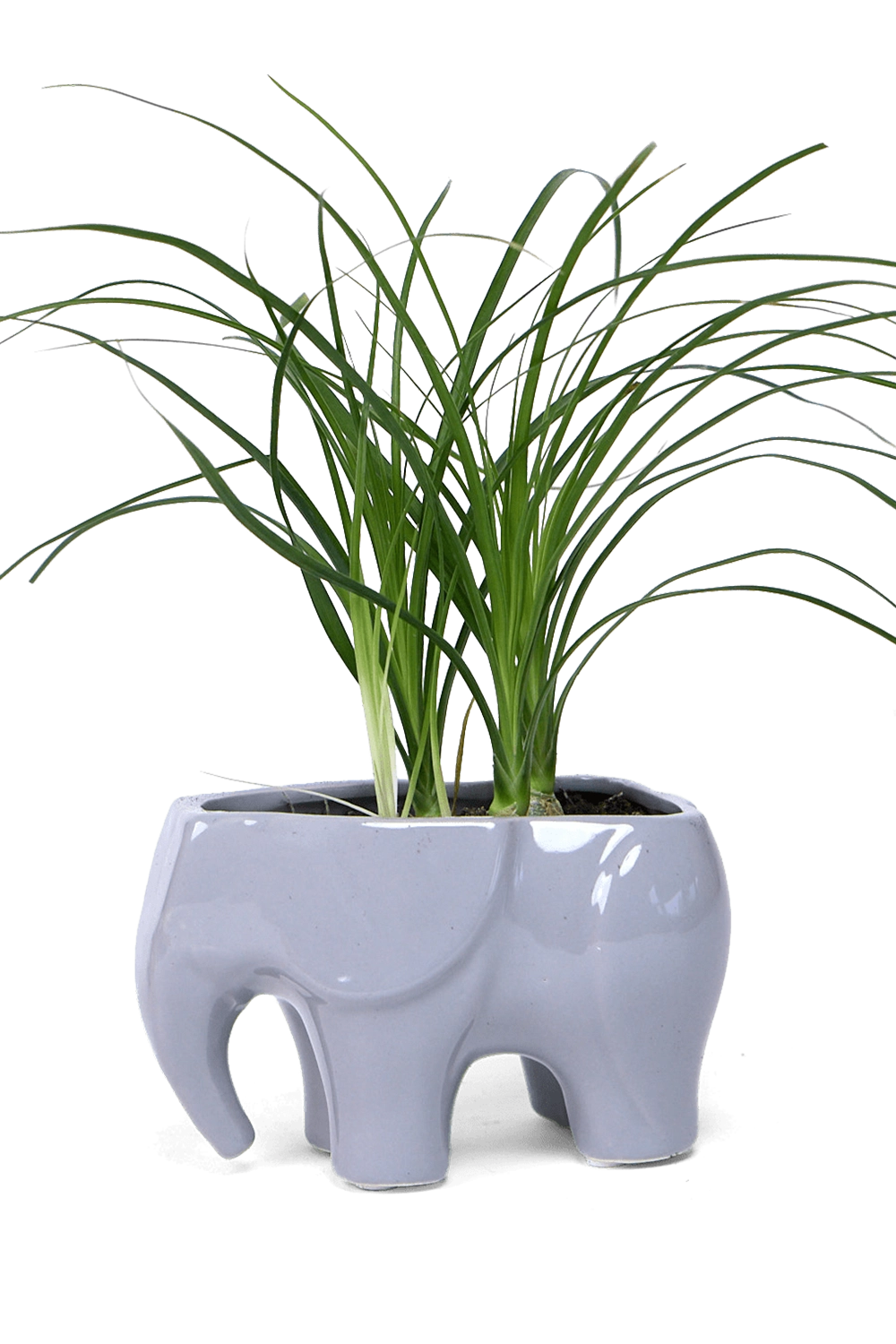 Grey Ceramic Indoor Plant Pot for Succulents - Elephant - handmade by Chive Studio Toronto