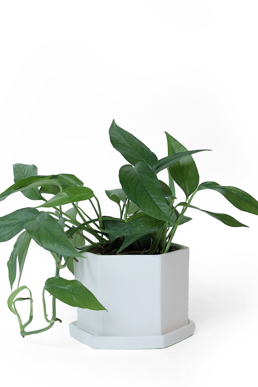 White Porcelain Pot with Drainage Hole - Hexi - handmade by Chive Studio Toronto