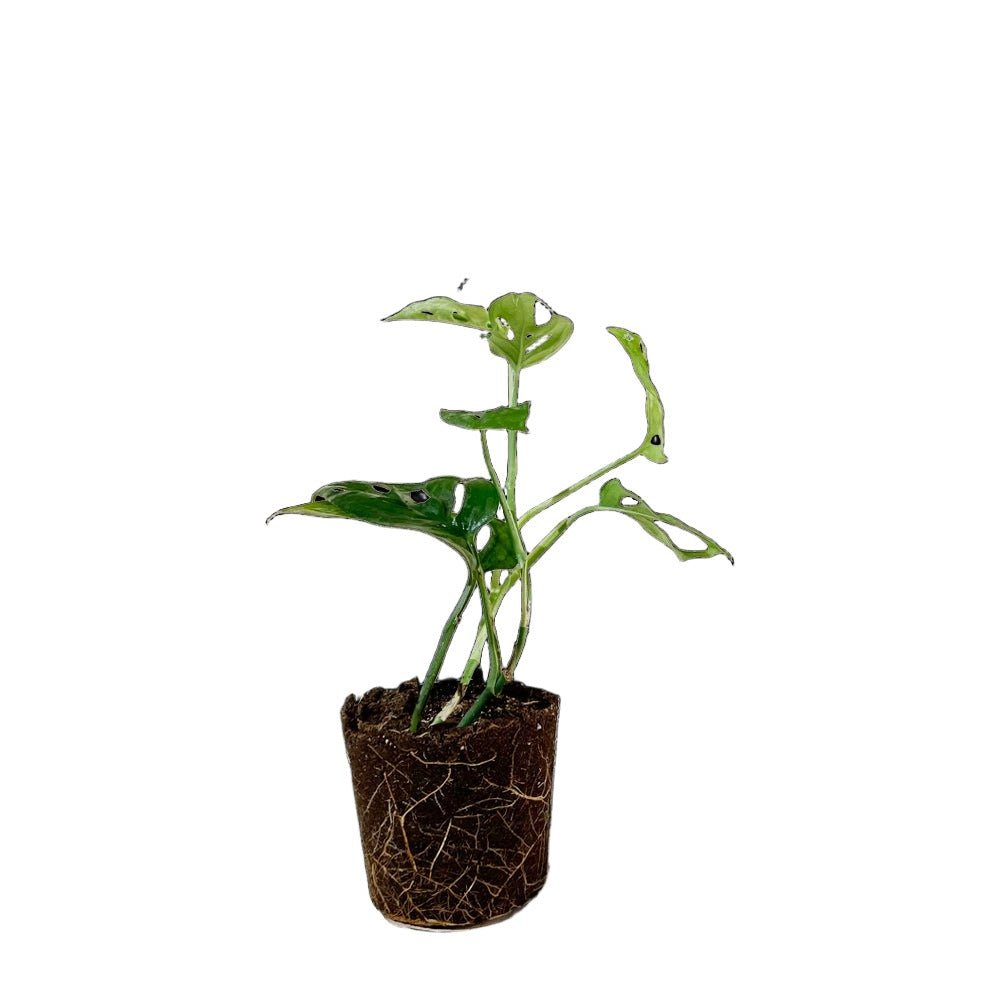 Monstera Adansonii 3.5 Inch Pot - Chive Plant Studio - Plants - Chive Studio 2024