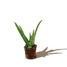 Aloe Vera Barbadensis 3.5 Inch Pot - Chive Plant Studio - Plants - Chive Studio 2024