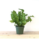 Crispy Wave Fern 3.5 Inch Pot - Chive Plant Studio - Plants - Chive Studio 2024