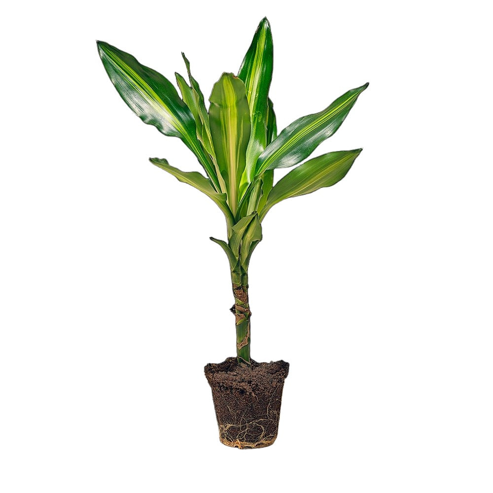 Dracaena Cintho 3.5 Inch Pot - Chive Plant Studio - Plants - Chive Studio 2024