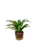 Dracaena Compacta Green 3.5 Inch Pot - Chive Plant Studio - Plants - Chive Studio 2024