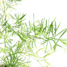 Asparagus Fern 3.5 Inch Pot - Chive Plant Studio - Plants - Chive Studio 2024