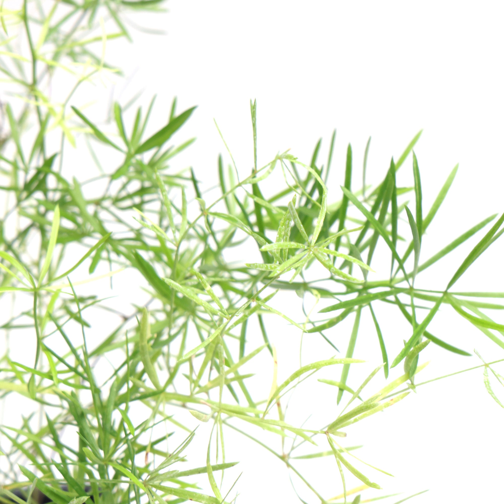 Asparagus Fern 3.5 Inch Pot - Chive Plant Studio - Plants - Chive Studio 2024