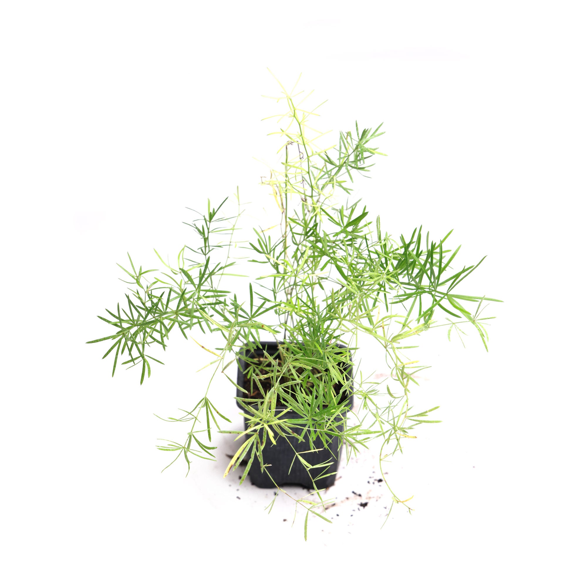 Asparagus Fern 3.5 Inch Pot - Chive Plant Studio - Plants - Chive Studio 2024