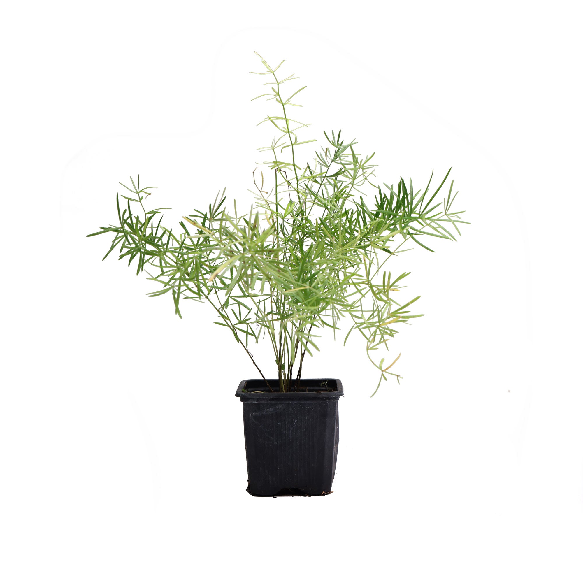 Asparagus Fern 3.5 Inch Pot - Chive Plant Studio - Plants - Chive Studio 2024