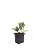 The Fittonia 3 Inch - Potted features a small green plant with variegated leaves in a black plastic pot, shown against a white background.