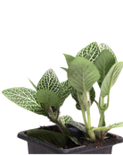 The Fittonia 3 Inch - Potted features several green plants with striking white-veined leaves in a small black plastic pot, perfect for home or office d??cor.