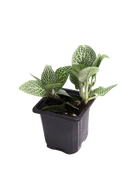 The Fittonia 3 Inch - Potted features a small green plant with white-veined leaves in a black plastic pot, displayed on a white background.