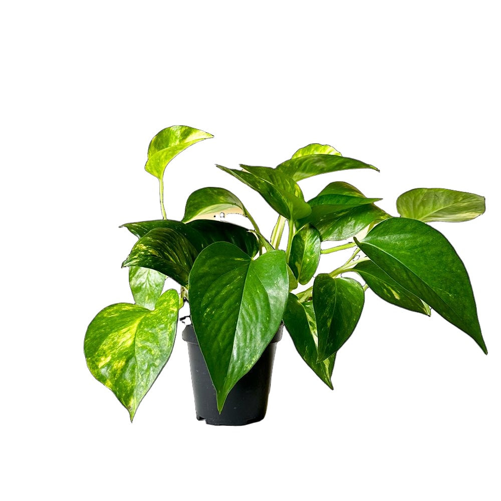 Pothos Golden 3.5 Inch Pot - Chive Plant Studio - Plants - Chive Studio 2024