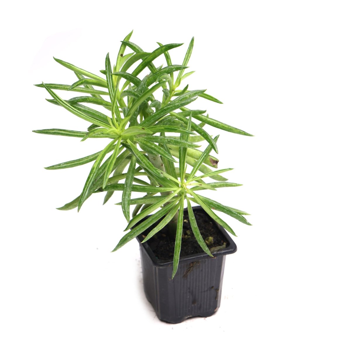 Peperomia Happy Bean 3.5 Inch Pot - Chive Plant Studio - Plants - Chive Studio 2024