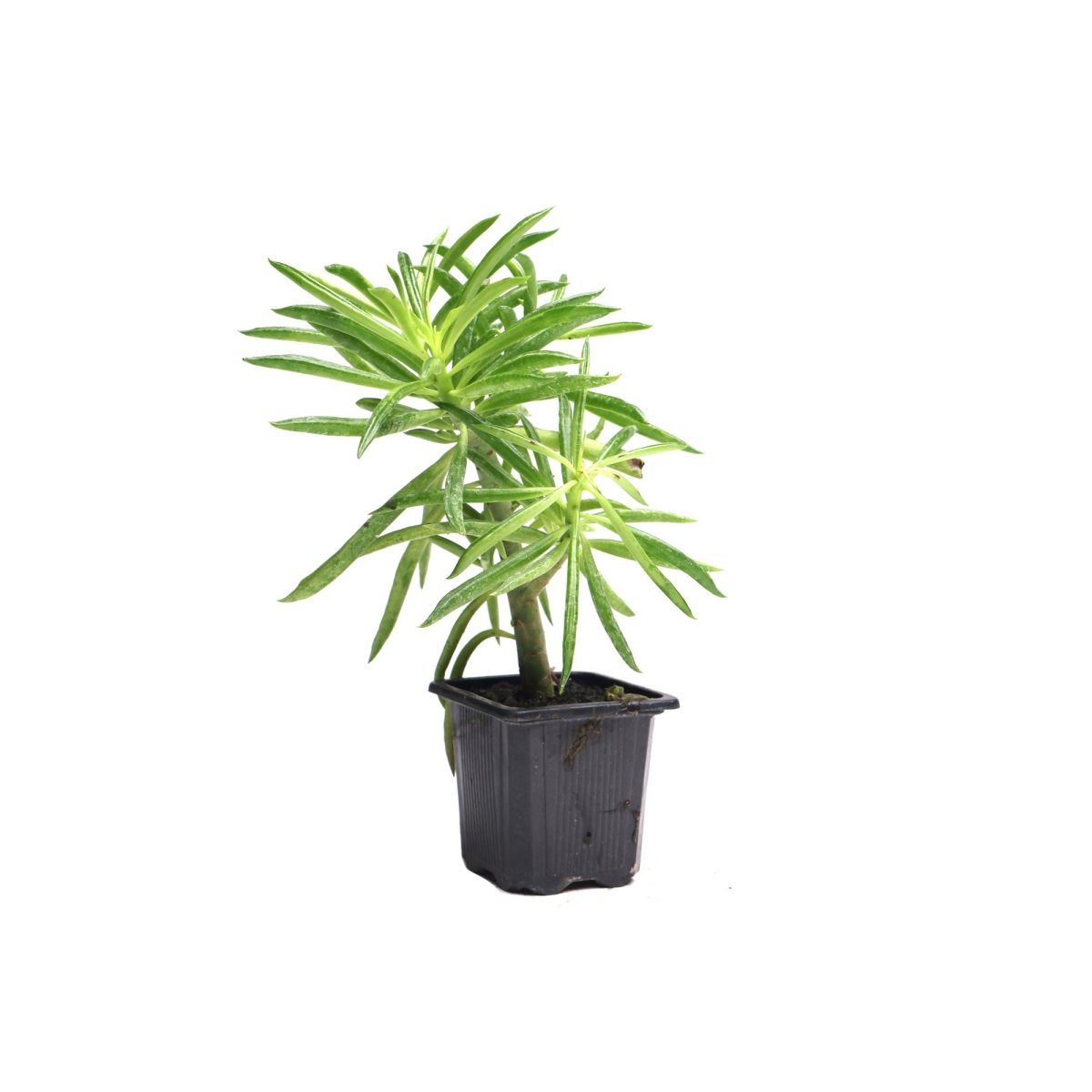 Peperomia Happy Bean 3.5 Inch Pot - Chive Plant Studio - Plants - Chive Studio 2024