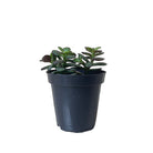 Jade Minor 3.5 Inch Pot - Chive Plant Studio - Plants - Chive Studio 2024