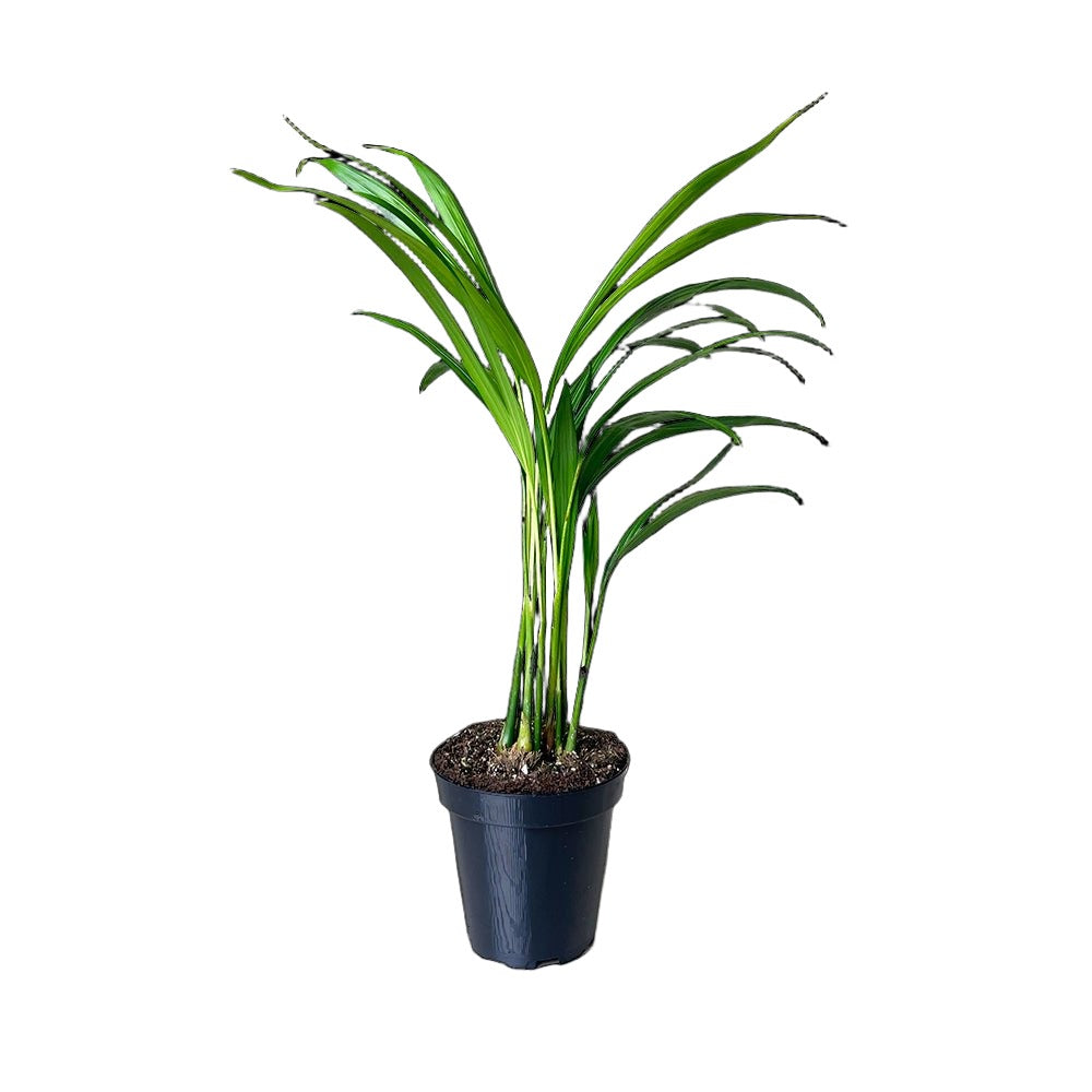 Palm Areca 3.5 Inch Pot - Chive Plant Studio - Plants - Chive Studio 2024