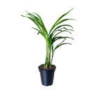 Palm Areca 3.5 Inch Pot - Chive Plant Studio - Plants - Chive Studio 2024