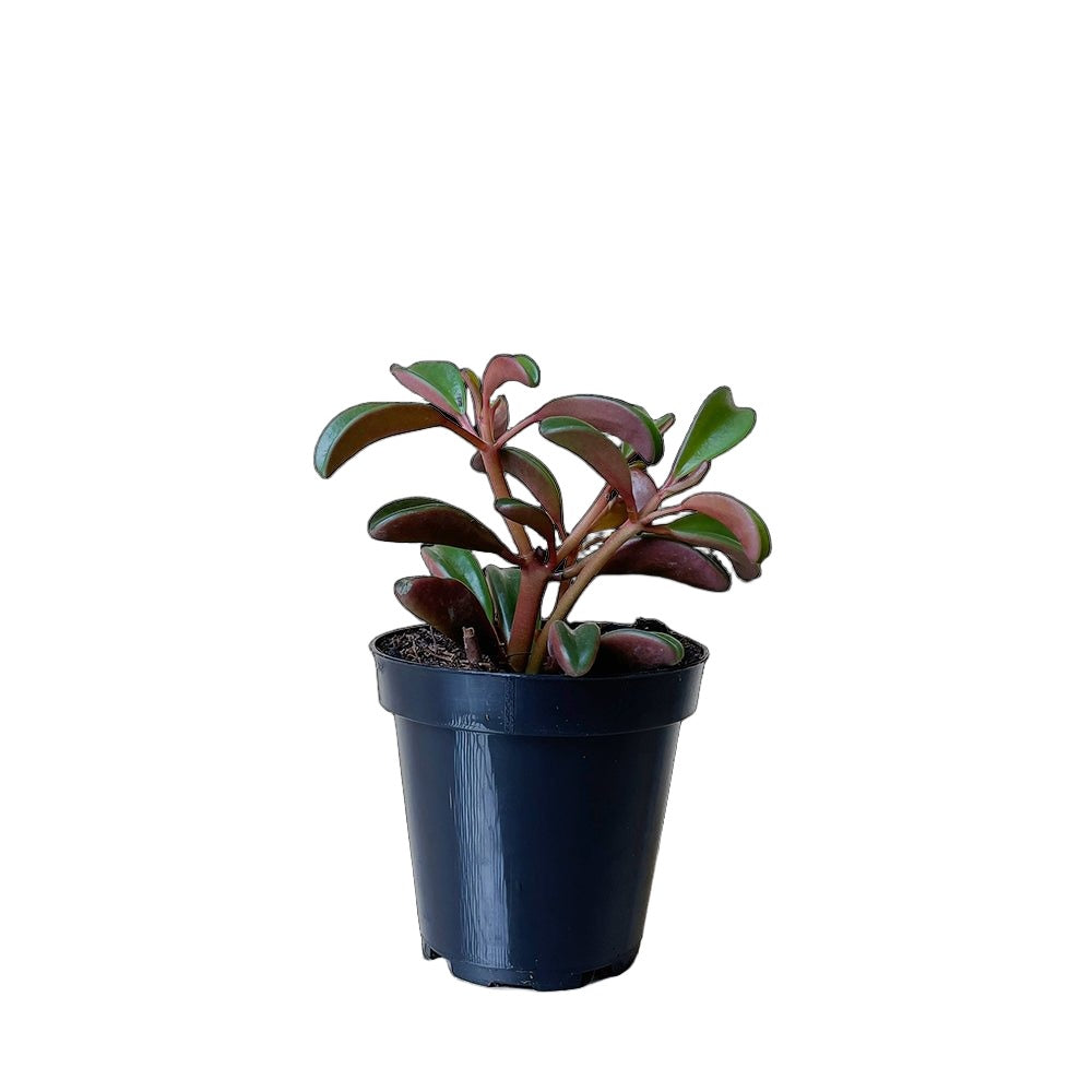 Peperomia Graveolens 3.5 Inch Pot - Chive Plant Studio - Plants - Chive Studio 2024