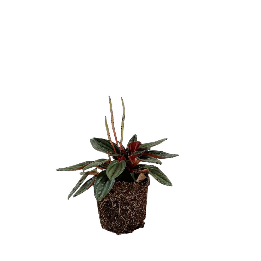 Peperomia Rosso 3.5 Inch Pot - Chive Plant Studio - Plants - Chive Studio 2024