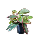 Peperomia Tricolour 3.5 Inch Pot - Chive Plant Studio - Plants - Chive Studio 2024