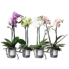 Orchid Bouquet 3.5 Inch Pot - Chive Plant Studio - Plants - Chive Studio 2024