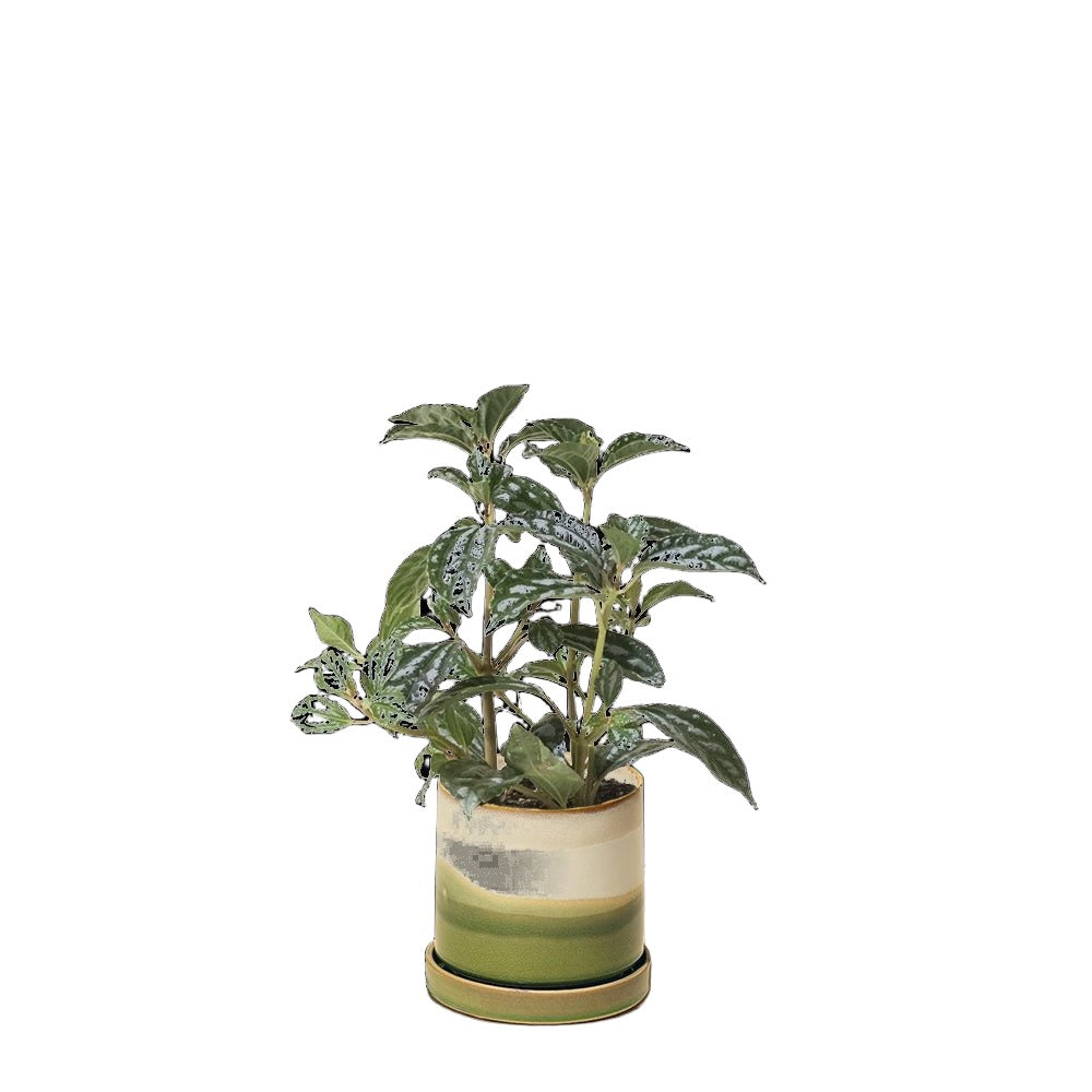 Pilea Aluminum Plant 3.5 Inch Pot - Chive Plant Studio - Plants - Chive Studio 2024