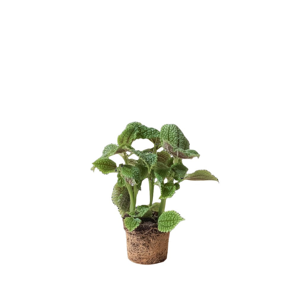 Pilea Moon Valley 3.5 Inch Pot - Chive Plant Studio - Plants - Chive Studio 2024