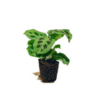 Prayer Plant Green 3.5 Inch Pot - Chive Plant Studio - Plants - Chive Studio 2024