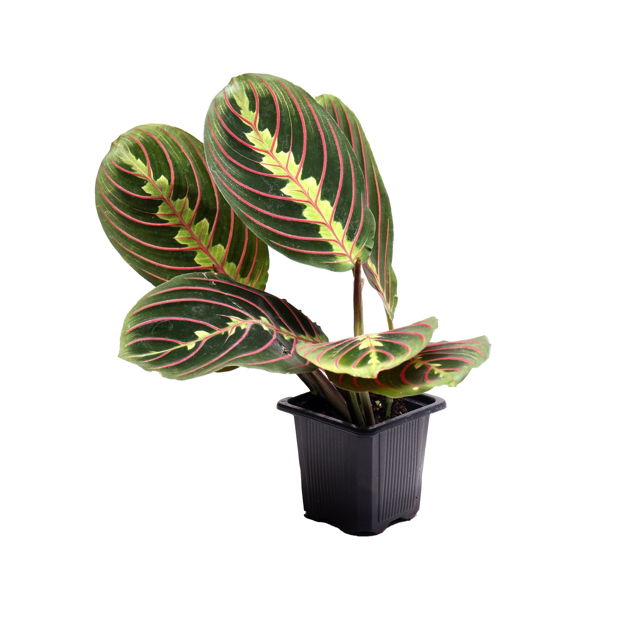 A Chive Studio 2024 Prayer Plant Red 3.5 Inch Pot with large, oval, dark green leaves featuring distinct red veins and light green patterns. The houseplant is in a small, black, square pot against a white background.