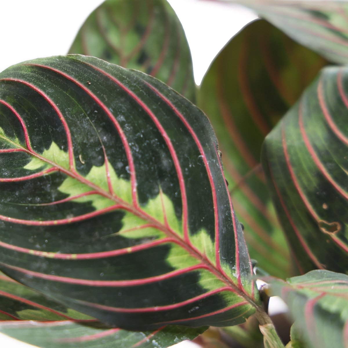 Maranta Prayer Plant Red 3.5" in a Lilo - Chive Plant Studio - Potted Plants - Chive Studio 2024