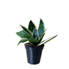 Snake Plant Hahnii 3.5 Inch Pot - Chive Plant Studio - Plants - Chive Studio 2024