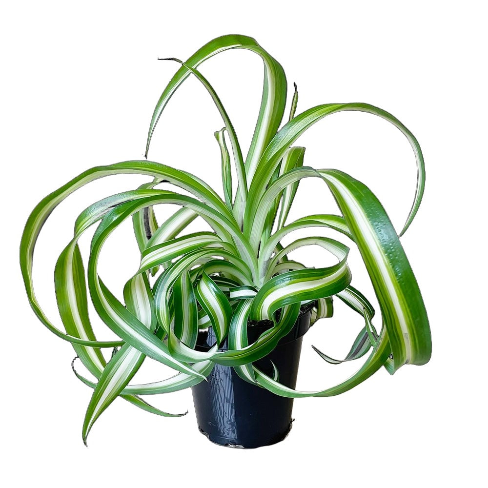 Spider Plant Bonnie 3.5 Inch Pot - Chive Plant Studio - Plants - Chive Studio 2024