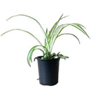 Spider Plant Ocean 3.5 Inch Pot - Chive Plant Studio - Plants - Chive Studio 2024