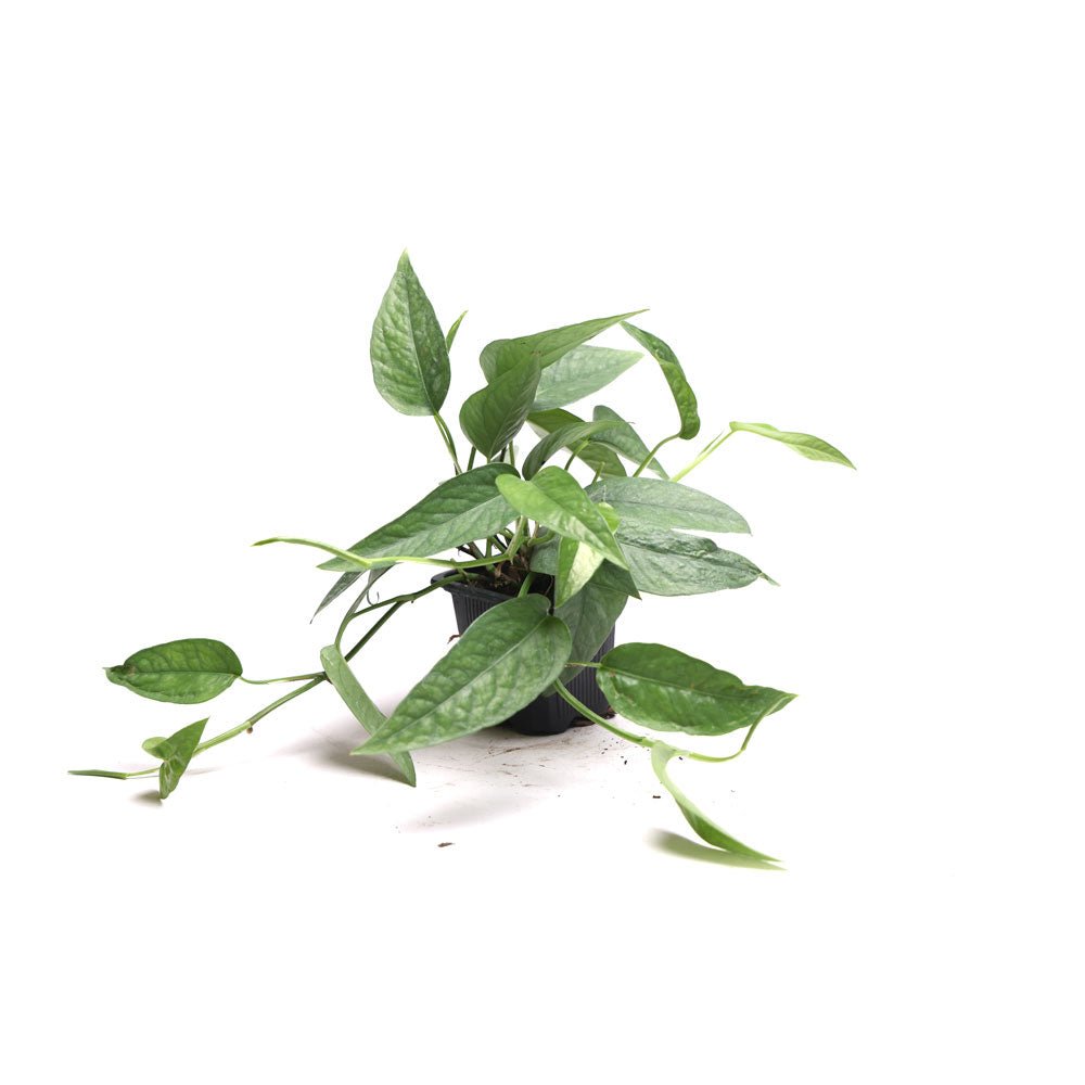 Pothos Cebu Blue 3 Inches - Chive Plant Studio - Plants - Chive Plant Studio