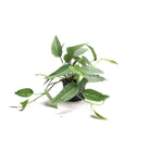 Pothos Cebu Blue 3 Inches - Chive Plant Studio - Plants - Chive Plant Studio