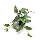 Pothos Cebu Blue 3 Inches - Chive Plant Studio - Plants - Chive Plant Studio