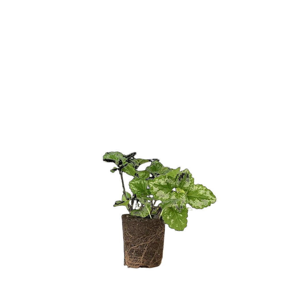 Pilea Creeping Charlie 3 Inch Pot - Chive Plant Studio - Plants - Chive Studio 2024